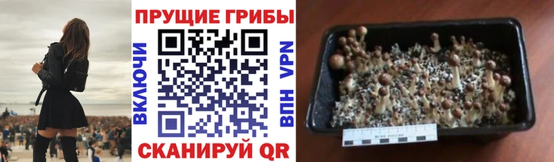 купить   Терек  Псилоцибиновые грибы прущие грибы 
